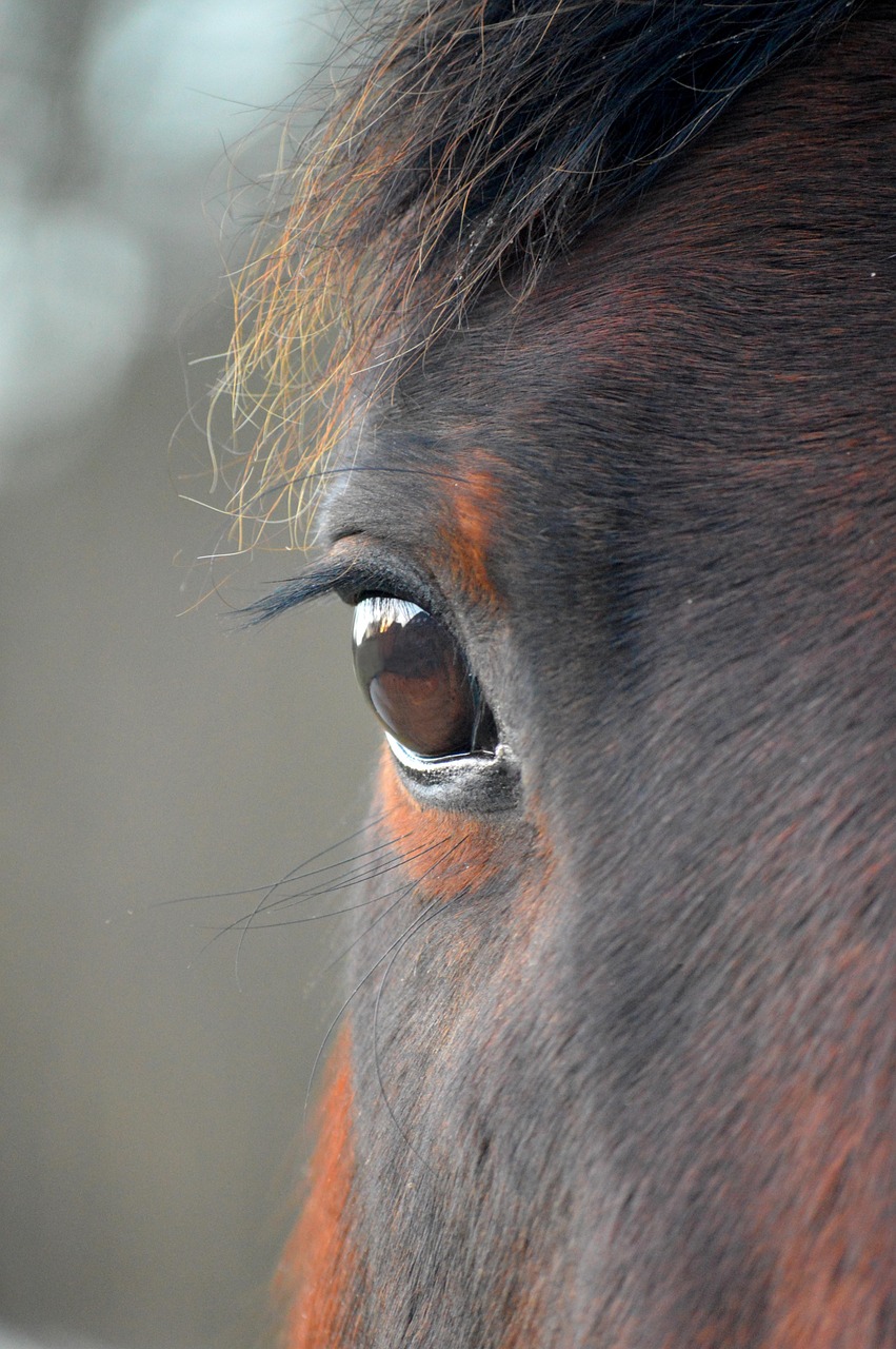 animal, horse, mammal, species, eye, close up, eyelashes, head, horse head, brown, mane, horse eye, house horse, pallor, paddock, animals on the farm, stud, agriculture, nature, ungulates, fauna
