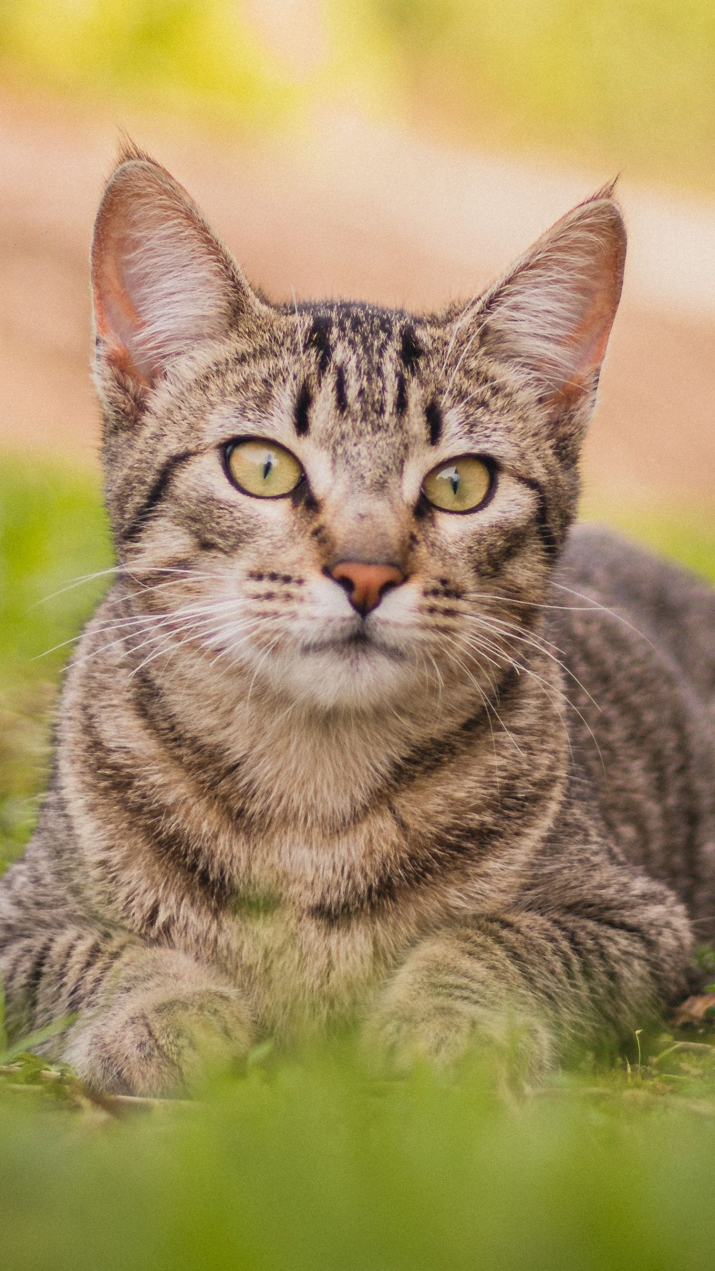 A cute tabby cat lying on grass with a natural blurred background.