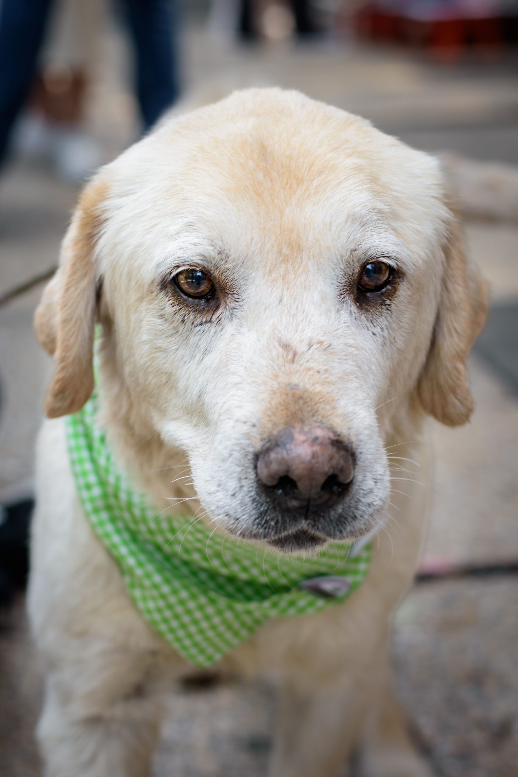 Charming yellow Labrador wearing a green bandana, captured in Mexico City.